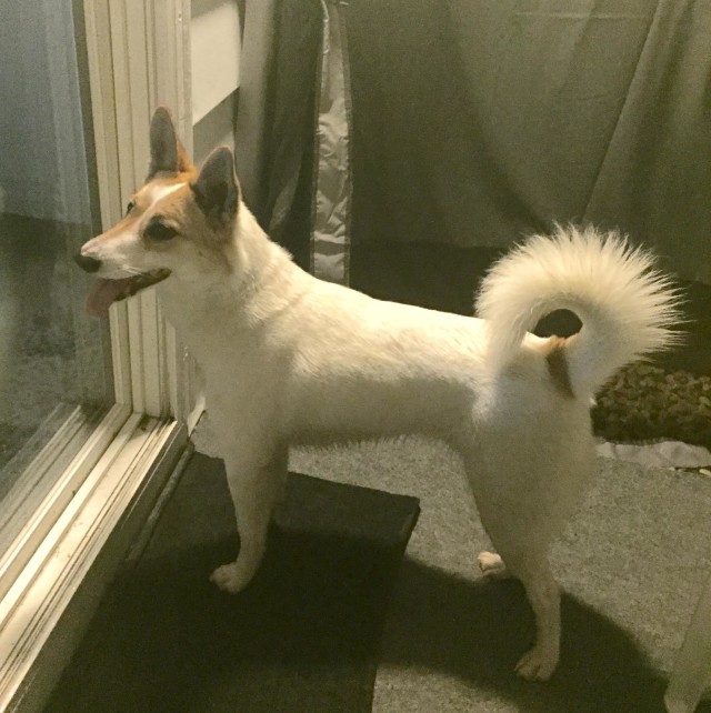 Lost Dog Lake Geneva