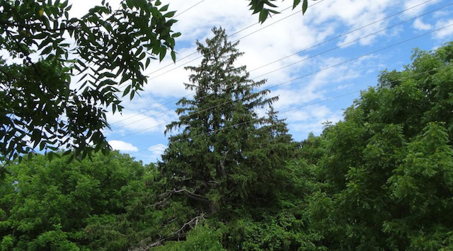 Grandfather Spruce wanted Saved
