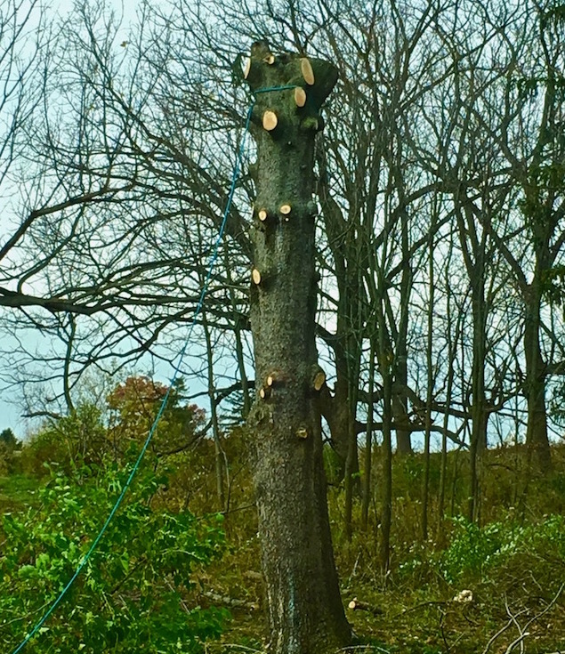 Pine Tree destroyed by ATC