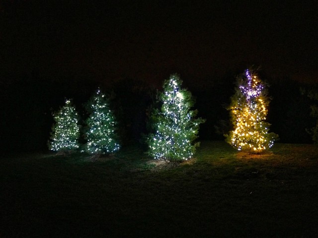 Advent Trees Lake Geneva