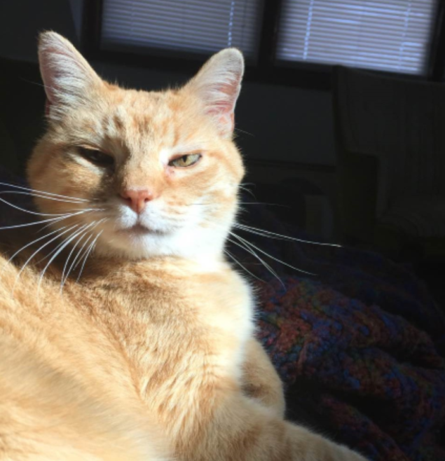 Cheetos the Lake Geneva Cat