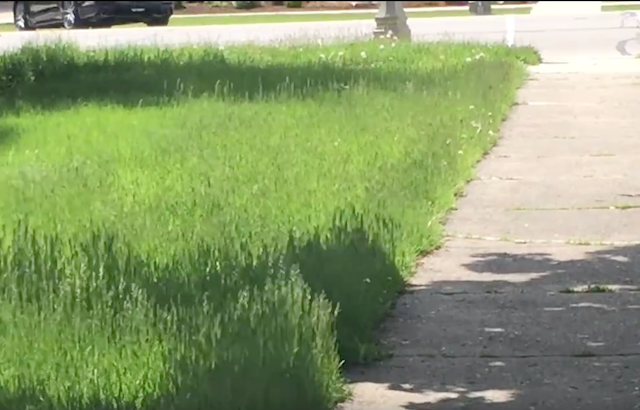 Is Your Yard Maintained in Lake Geneva?