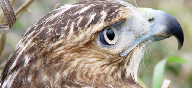 Little Gems, July 20, 2016