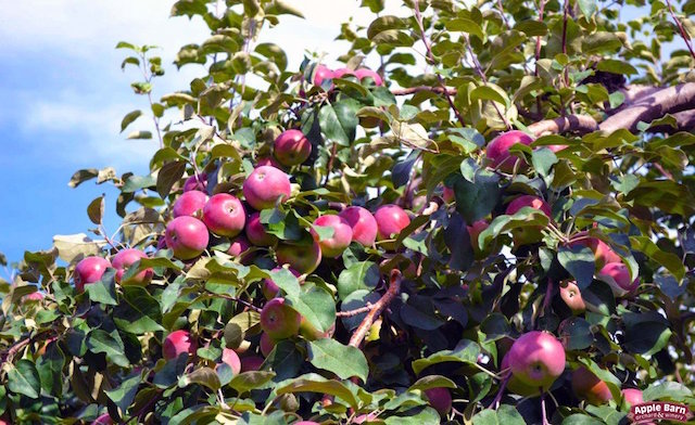 The Apple Barn Orchard & Winery in Elkhorn Harvesting