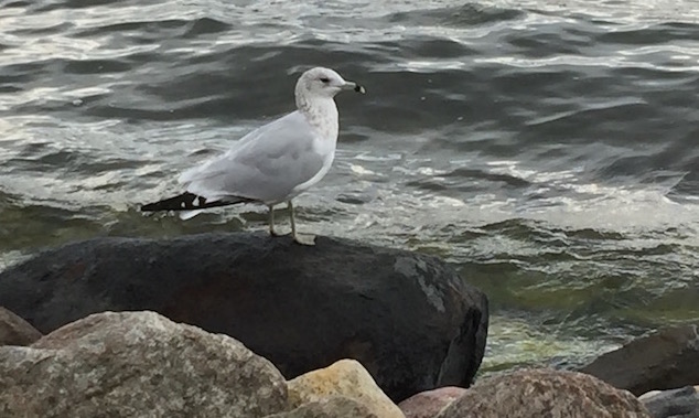 Bird at Lake Geneva