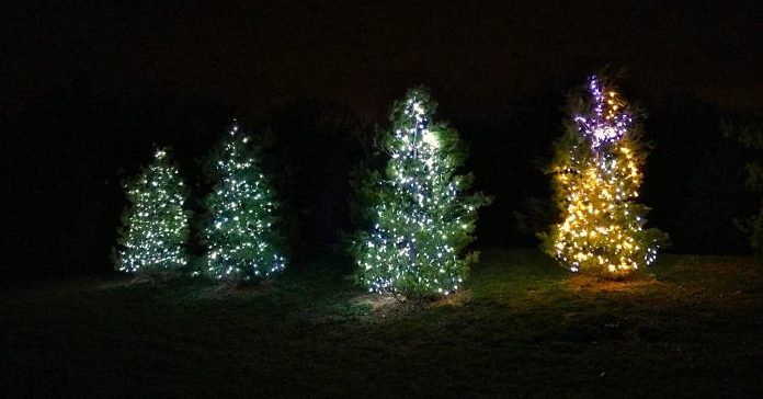 Advent Trees 2015