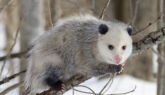 Uber Alles, March 22, 2017