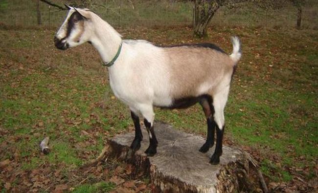 Front Page, April 19, 2017