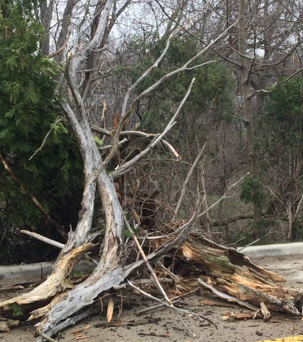 Fallen Tree Wells Street Lake Geneva