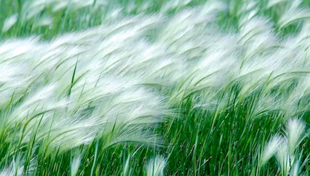 Opinion/Editorial, April 26, 2017