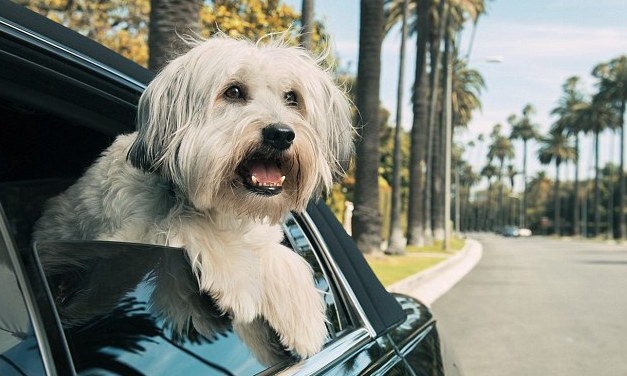 Uber Alles, May 10, 2017