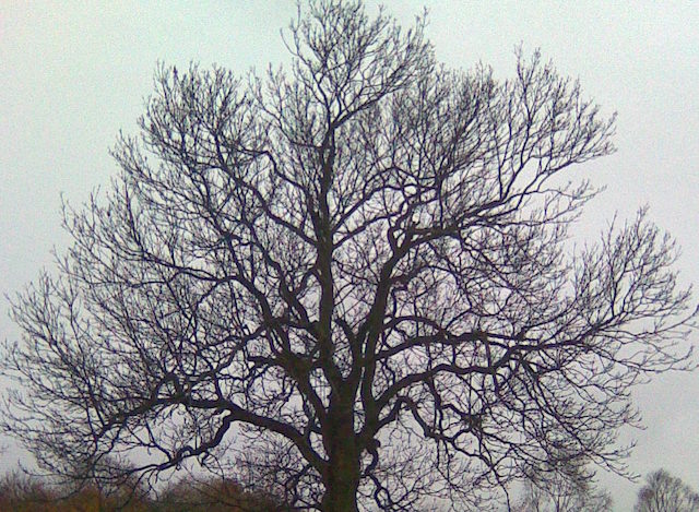 Dead Ash tree