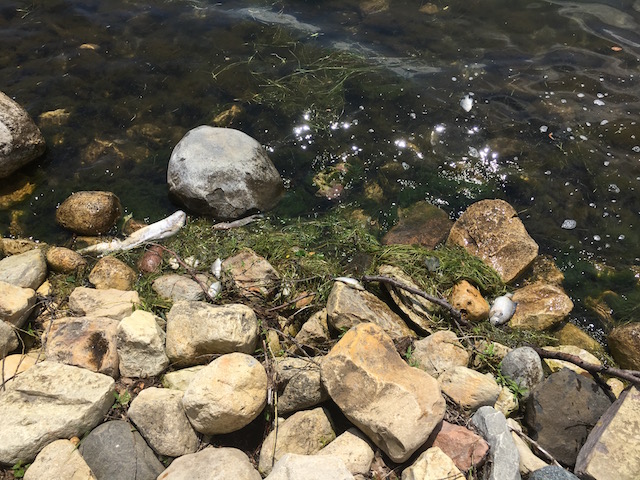 Dead Fish Lake Geneva