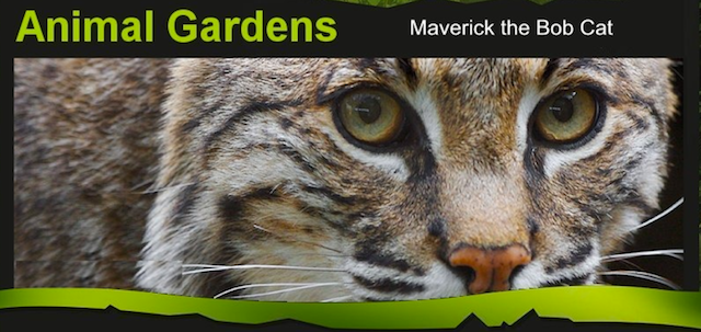 Living Here, July 19, 2017