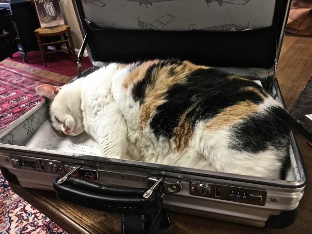 Gwenn Geneva Shore Report Office Cat