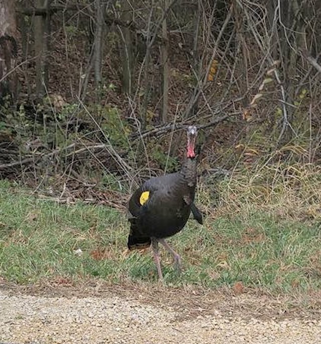 Chuck the Turkey Lake Geneva