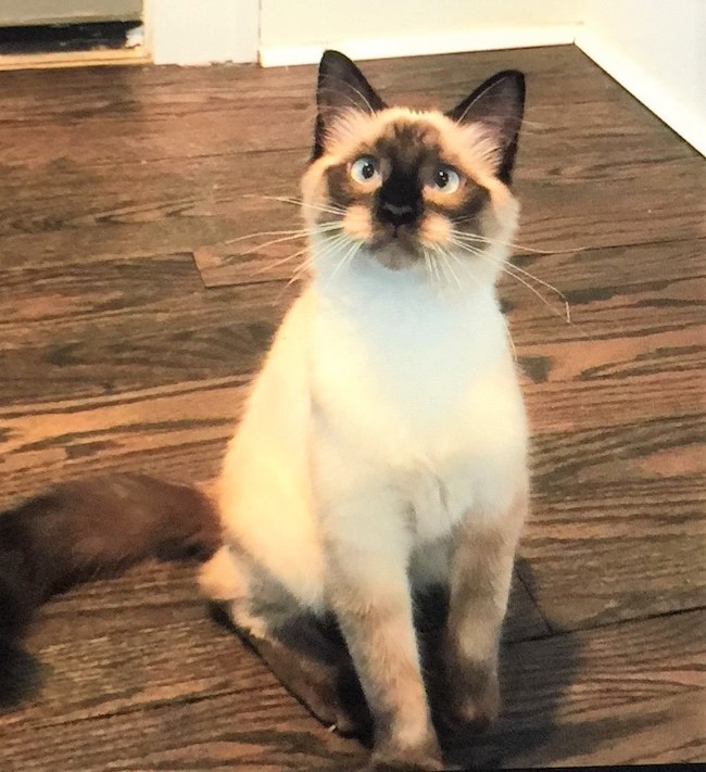 Lost cat