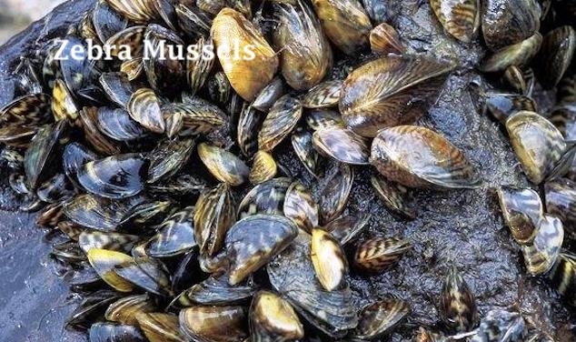 Living Here, February 21, 2018