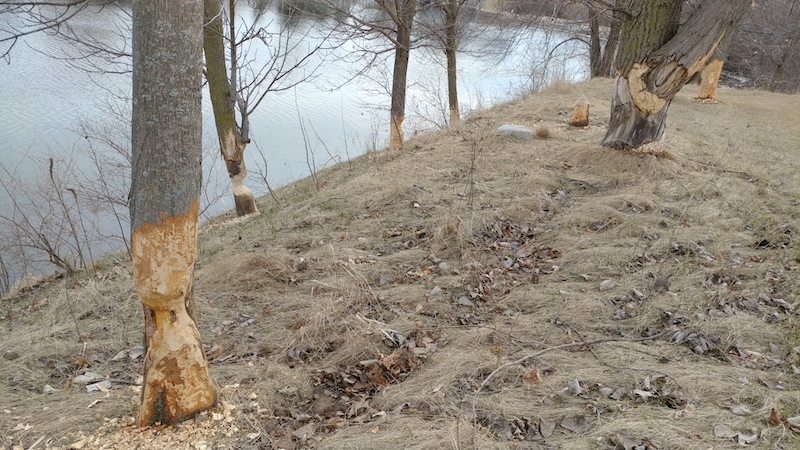 Busy Beavers in Delavan