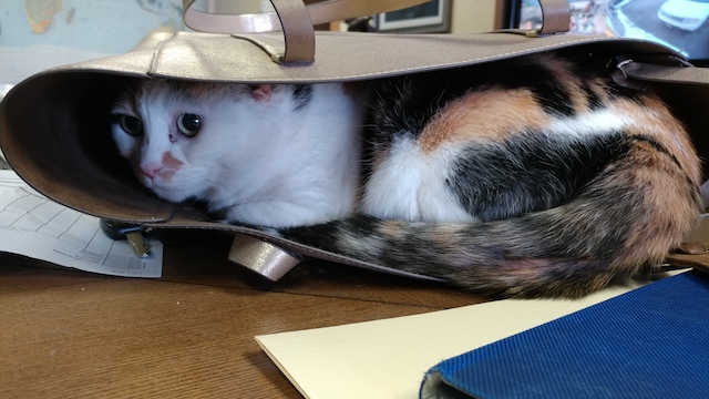 Gwen the GSR cat
