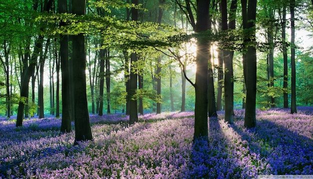 A Field of Violets, by Gene Kimmet