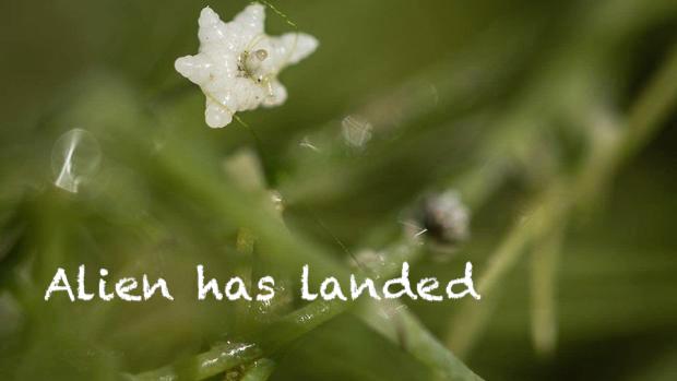 Little Gems, January 23, 2019