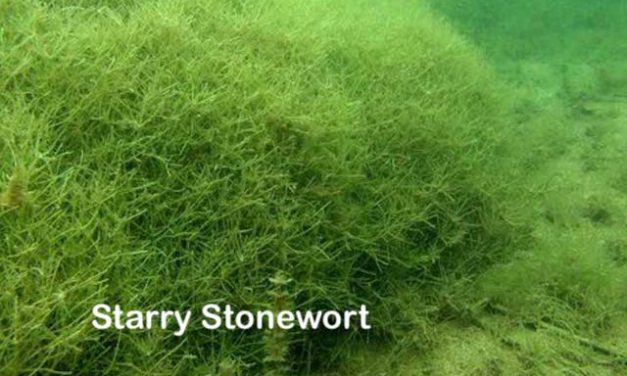 Front Page, March 6, 2019