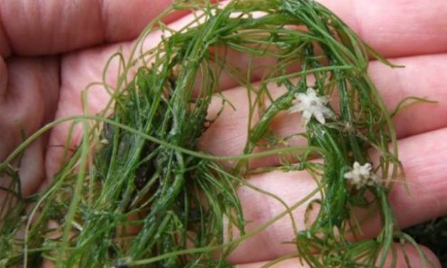 Front Page, May 8, 2018