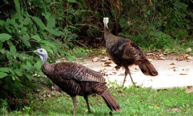 Living Here, November 20, 2019