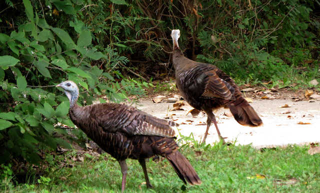 Living Here, November 20, 2019