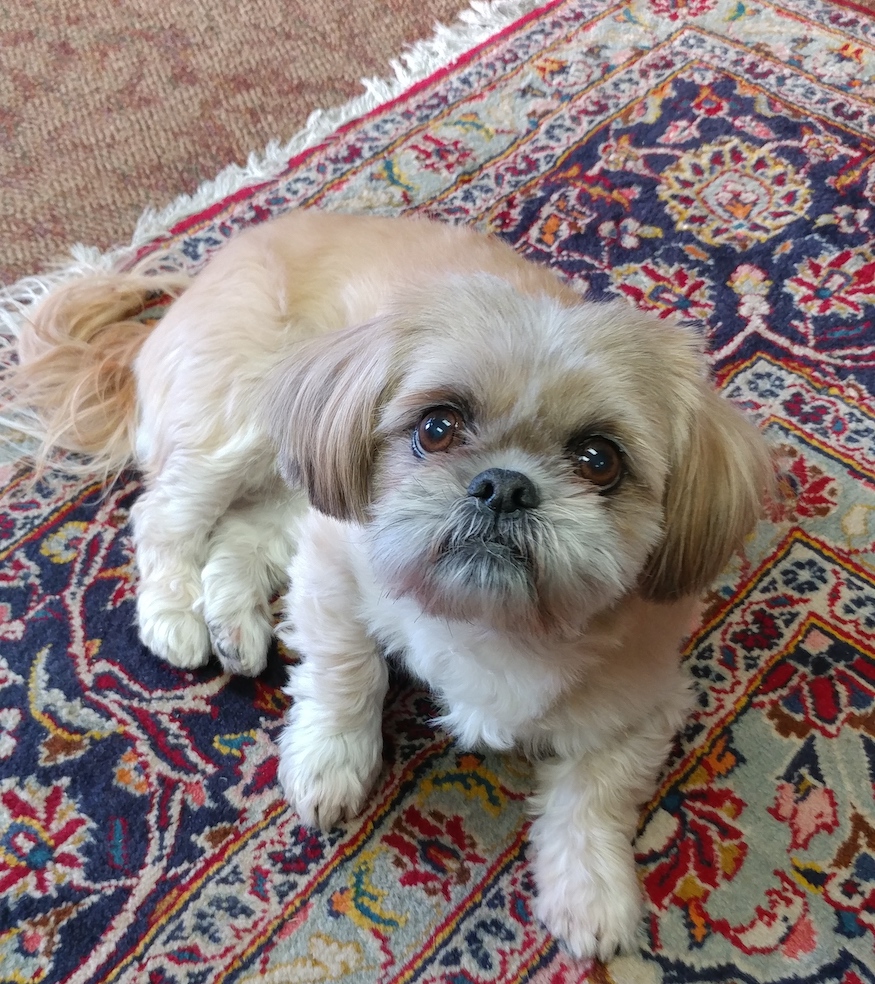 Gizmo