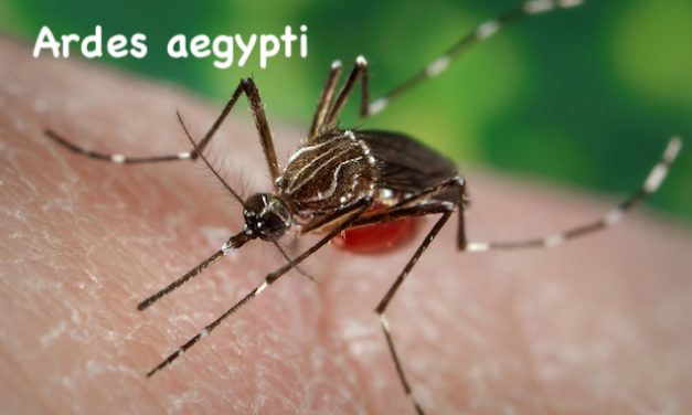 The Bright Side, June 17, 2020