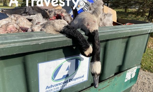 Surprising Stuff, November 4, 2020