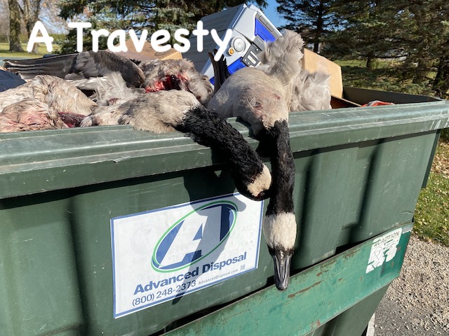 Surprising Stuff, November 4, 2020