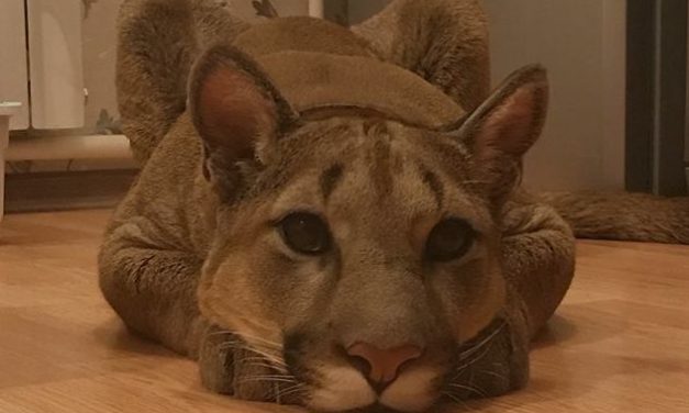 The Large Special Pet