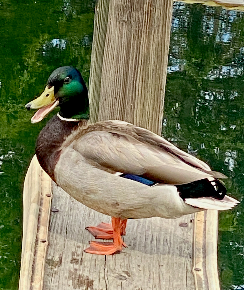 Mallard Duck at Lake Geneva