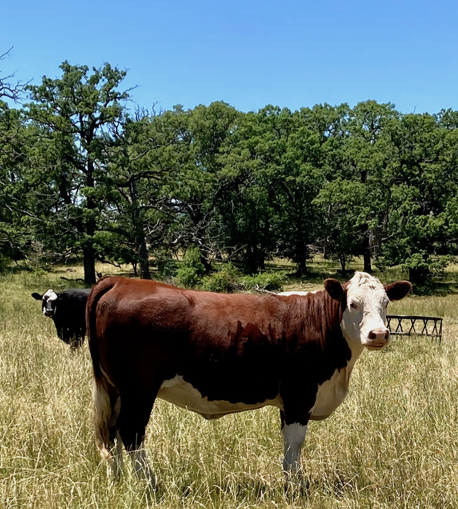 Good Lookimng Herford in a Lake Geneva abundant pasture.e