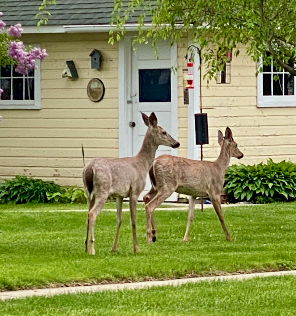 Deer in Lake Geneva