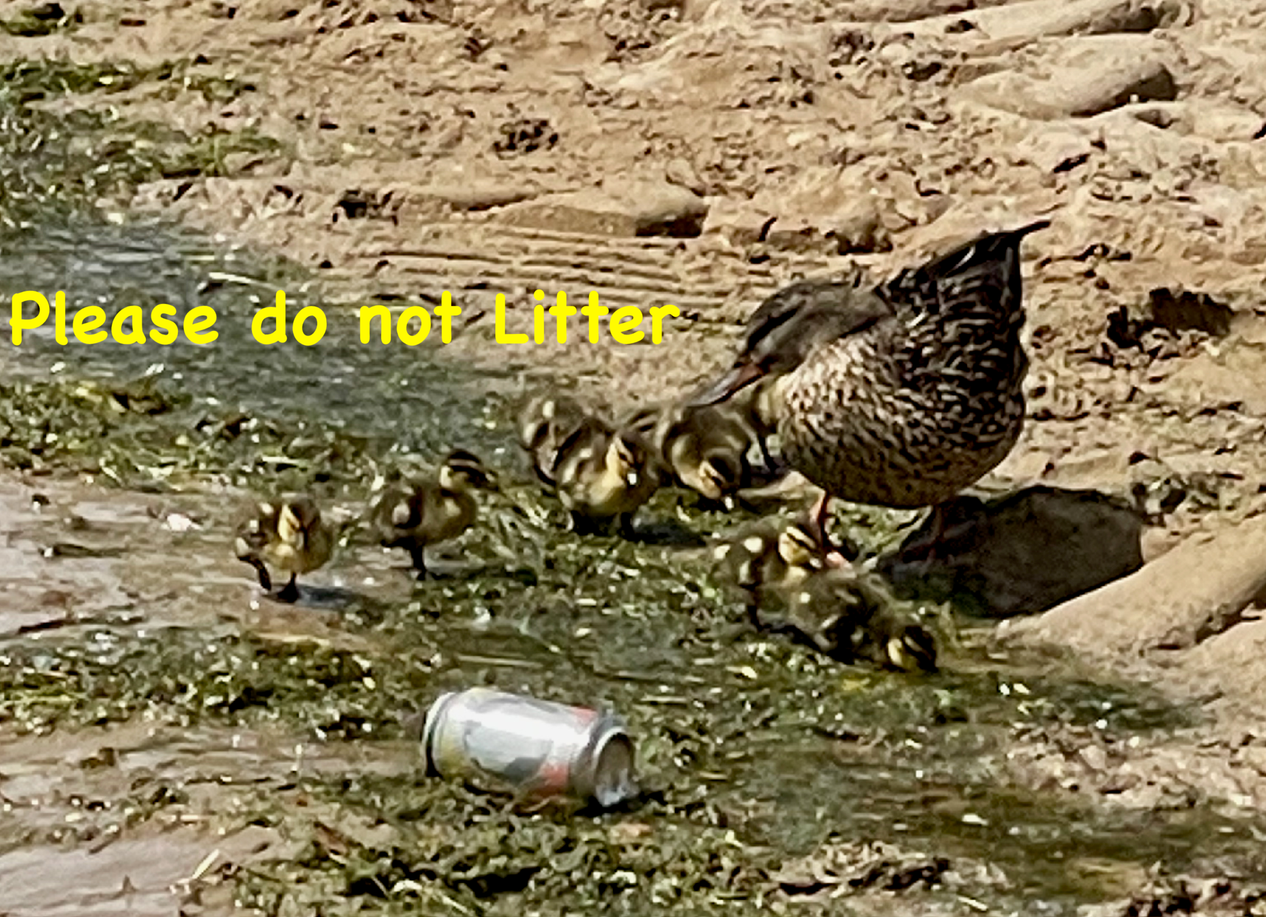 Duck and Lietter Lake Geneva