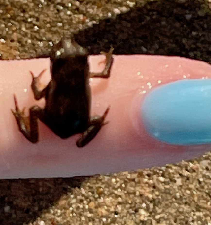 Baby Frog Elkhorn