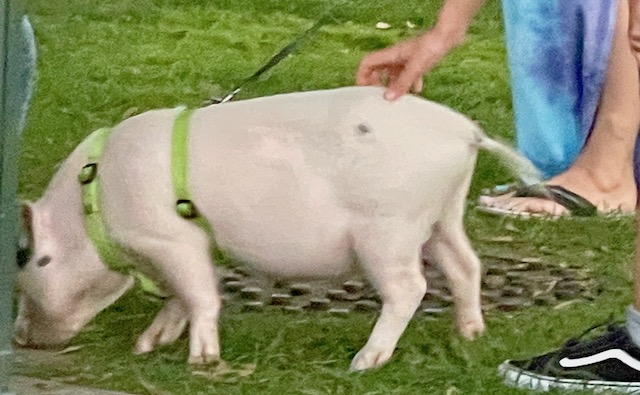 Walking the Pig Lake Geneva
