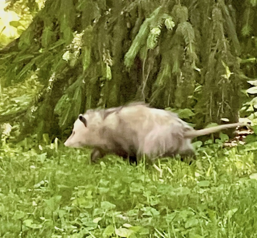 Opossum Lake Geneva