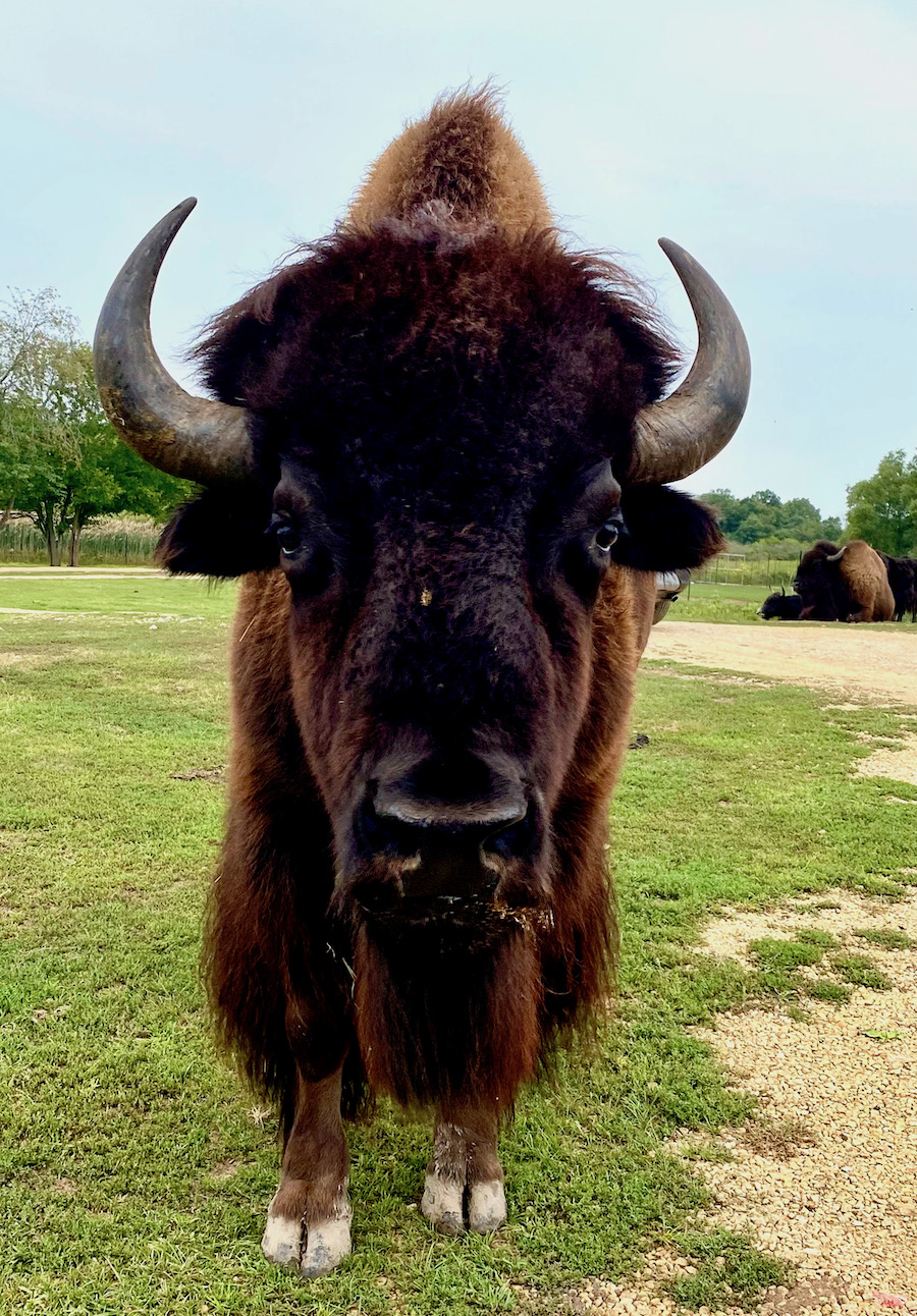 Bison and Lake Geneva Safari park