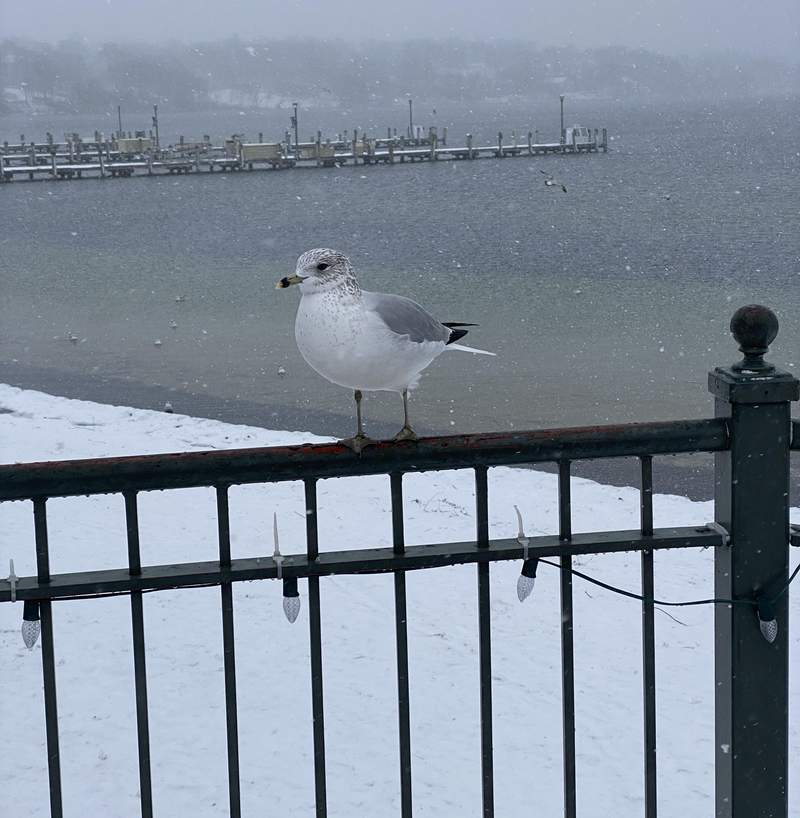 Seagull at Lake Geneva
