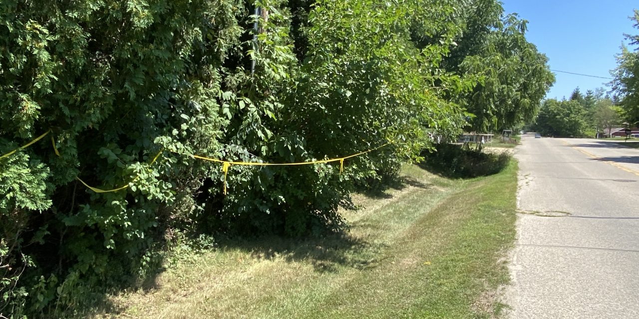 Little Gems, August 24, 2022