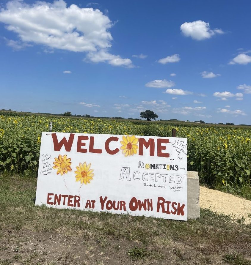 Sunflowers Lake Geneva