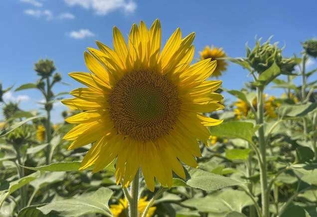 Little Gems, August 10, 2022