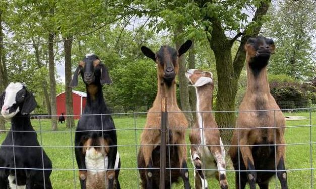 Little Gems, August 2, 2023