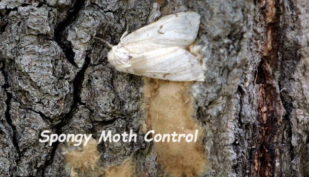 The Bright Side, April 24, 2024