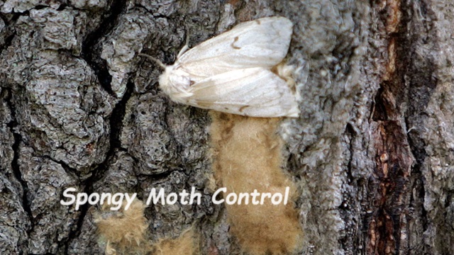 The Bright Side, April 24, 2024